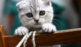 蜜汁猫裘吃瓜,揭秘吃瓜背后的娱乐江湖