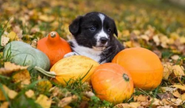 疼痛可以吃毛瓜吗,毛瓜——天然止痛美食的选择