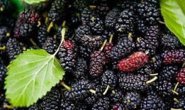 fred桑吃瓜,一场味蕾与历史的邂逅