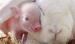 小猪吃瓜日本兔子岛