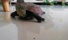 龟龟吃瓜,一场味蕾与自然的邂逅