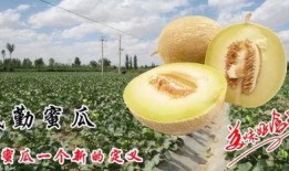 吃民勤蜜瓜视频,甘甜如蜜，视觉与味蕾的双重盛宴