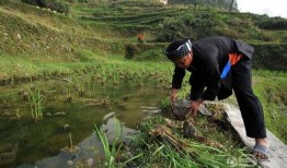 水族吃瓜,水族世界里的“吃瓜群众”趣闻录