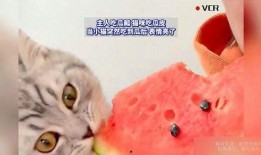 吃瓜直播猫,揭秘网络直播界的趣味与争议