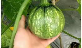 小晨的吃瓜,揭秘娱乐圈那些事儿