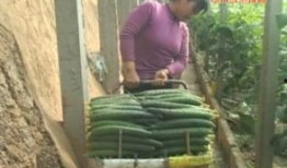 汶上吃瓜截图,一场视觉与味蕾的双重盛宴