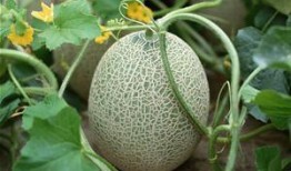 梦见全家人吃哈密瓜好甜,全家人共享哈密瓜的温馨时刻