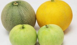 吃瓜刺激嗓子,揭秘嗓子疼痛的真相与防护措施