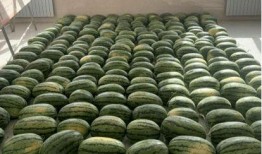 校园吃瓜稿子,揭秘那些令人捧腹的吃瓜瞬间