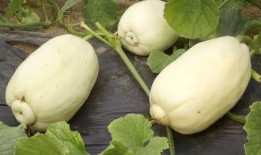 青州的吃瓜事件,一场引发热议的街头冲突揭秘