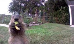 土拨鼠吃瓜配音,笑料横生，带你领略田园风光