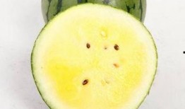 孕妇可以吃哦瓜,孕妇可以放心享用的哦瓜