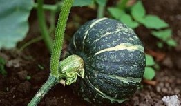 神仙吃瓜现场视频下载,视频揭秘娱乐圈幕后风云