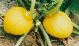 吃栗瓜会发胖吗,吃栗瓜真的会让人发胖吗？揭秘栗瓜热量与减肥真相