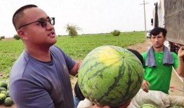 茂职院吃瓜,揭秘校园热点背后的真相