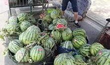 临沂吃瓜网红事件,揭秘网络舆论的风暴与真相