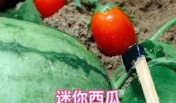 蓝家吃瓜,揭秘娱乐圈的“吃瓜”盛宴