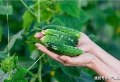 黄瓜怎么吃变毒瓜,这些误区你中了几招？