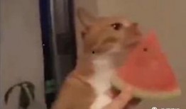 主人吵架猫咪吃瓜,萌态十足