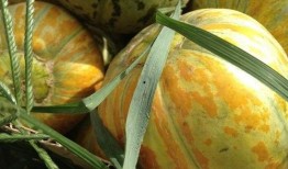 面瓜可以吃吗,美味还是禁忌？探究其可食用性