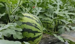 hc团播吃瓜,揭秘娱乐圈吃瓜背后的真相