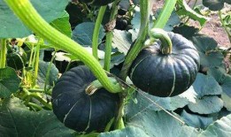 吃栗瓜会发胖吗,吃栗瓜真的会让人发胖吗？揭秘栗瓜热量与减肥真相