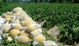 瓜州吃瓜哪里最好,探寻最佳瓜果天堂