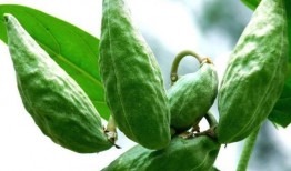 吃瓜茎的好处,探寻吃瓜茎的五大益处