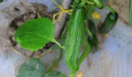 吃刚摘的瓜,揭秘刚摘瓜果的独特魅力