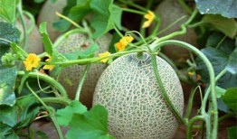 吃瓜系统宋清平,揭秘娱乐圈背后的真相与笑料