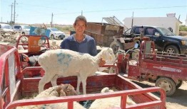 吃瓜的喜羊,揭秘羊群中的美食江湖