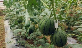 吃小果瓜,探寻美味背后的奇妙之旅