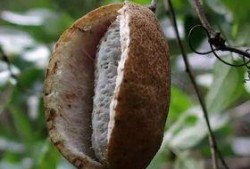 手术后吃八月瓜可以吗