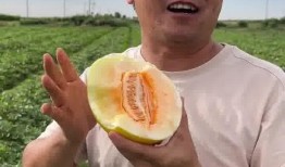 吃民勤蜜瓜视频,甘甜如蜜，视觉与味蕾的双重盛宴