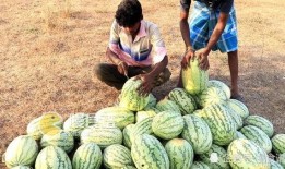 吃刚摘的瓜,揭秘刚摘瓜果的独特魅力