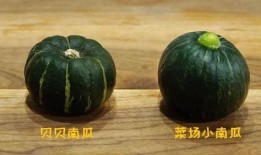 小南有瓜吃,共享丰收的喜悦