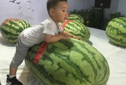 即墨吃瓜事件最新,真相发酵，网络舆论漩涡中的是非探讨