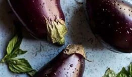 痛风人吃茄瓜,痛风患者食用茄瓜的注意事项与建议