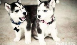 哈士奇吃瓜视频大全,萌态百出，笑料连连！