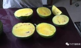 彩虹朋友吃的瓜,揭秘甜蜜背后的故事