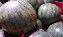 吃瓜的拍照,捕捉夏日吃瓜瞬间