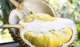吃蜜瓜榴莲的视频,口感盛宴一网打尽！