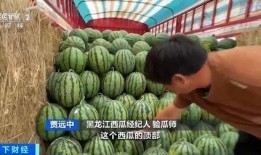 鹅城吃瓜,揭秘网络热点的幕后故事