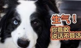 吃瓜前线的狗,揭秘狗界风云