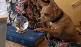 狗吃瓜看吵架,一场宠物视角的社交观察