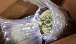 网纹瓜放几天吃,掌握最佳食用时间，尽享美味与营养