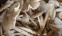 吃瓜尖煮鸡枞,吃瓜尖煮鸡枞的独特风味之旅